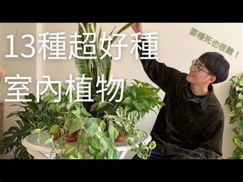 辦公室盆栽擺放|辦公室植物推薦這5款，好養、好看又招財開運！腎蕨、虎尾蘭、。